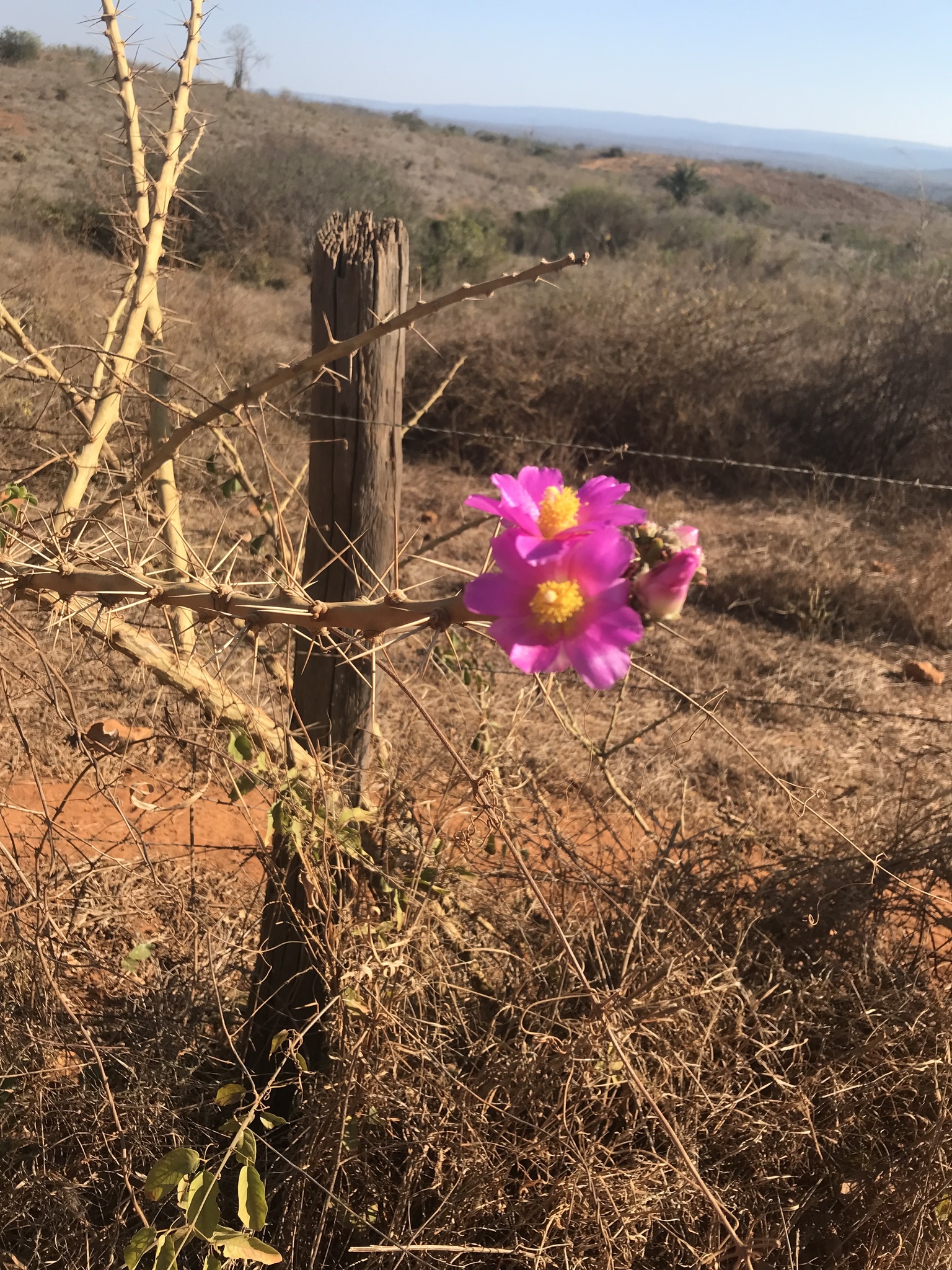 Pereskia bahiensis