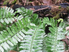 Polystichum hancockii