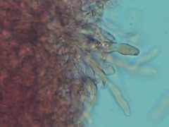 Boletopsis subsquamosa