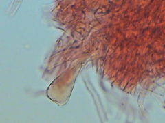 Boletopsis subsquamosa