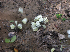 Pieris napi meridionalis