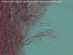 Boletopsis subsquamosa