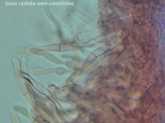 Boletopsis subsquamosa