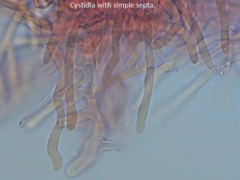 Boletopsis subsquamosa