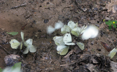 Pieris napi meridionalis