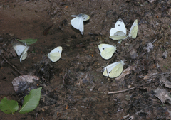 Pieris napi meridionalis