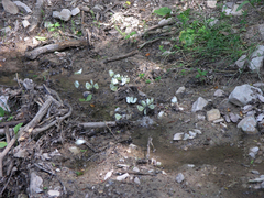 Pieris napi meridionalis