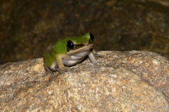 Chalcorana eschatia