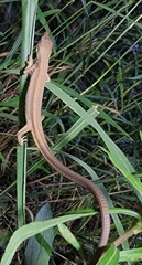 Takydromus septentrionalis
