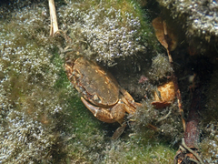 Cryptopotamon anacoluthon