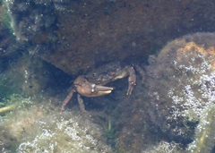 Cryptopotamon anacoluthon