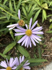 Aster tataricus