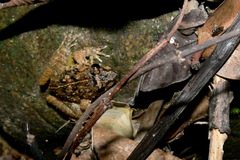 Limnonectes macrognathus