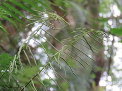 Plagiogyria stenoptera