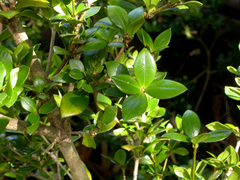 Alyxia gynopogon