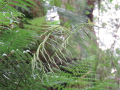 Plagiogyria stenoptera