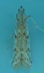 Phycitodes mucidella