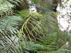 Plagiogyria stenoptera