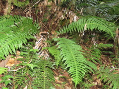 Plagiogyria stenoptera