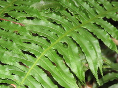 Plagiogyria stenoptera