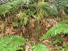 Plagiogyria stenoptera