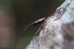 Polycarmes punctatissimus