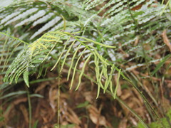 Plagiogyria stenoptera