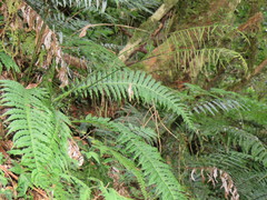 Plagiogyria stenoptera