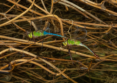 Anax junius