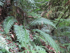 Plagiogyria stenoptera