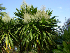 Cordyline obtecta
