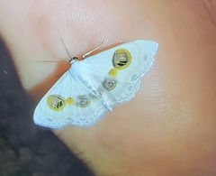 Problepsis eucircota