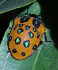 Poecilocoris druraei