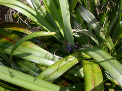 Dianella intermedia