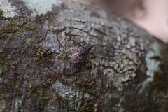 Polycarmes punctatissimus