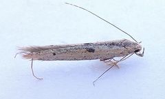 Batrachedra concitata