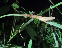 Takydromus septentrionalis