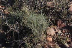 Lacomucinaea lineata