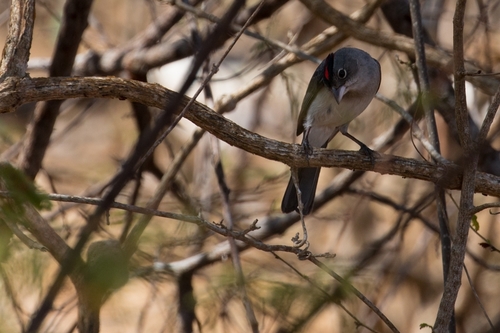 Pileated Finch