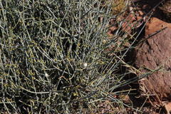 Lacomucinaea lineata