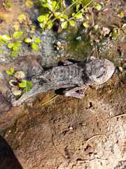 Rhinella atacamensis