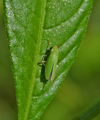 Draeculacephala minerva