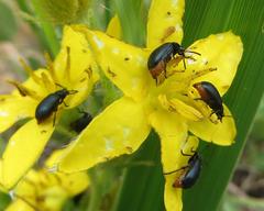 Gastrida abdominalis