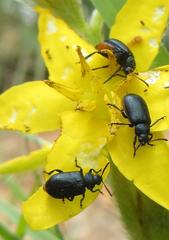 Gastrida abdominalis