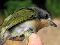 Telophorus olivaceus