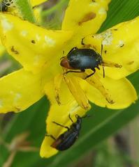 Gastrida abdominalis