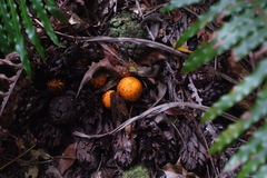 Hachettea austrocaledonica