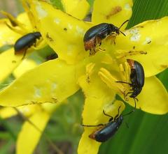 Gastrida abdominalis