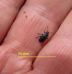 Gastrida abdominalis