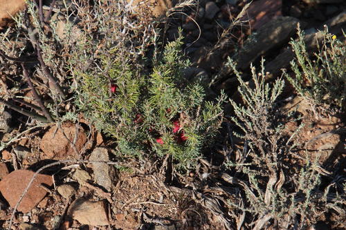 Karoo Asparagus (Asparagus acocksii)